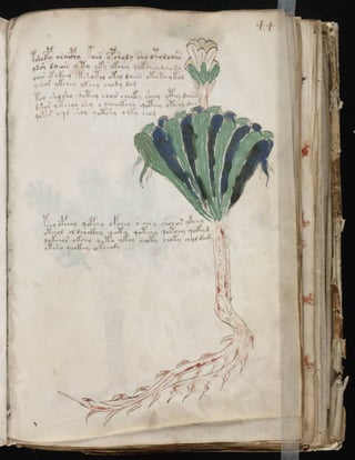 Manuscrito voynich