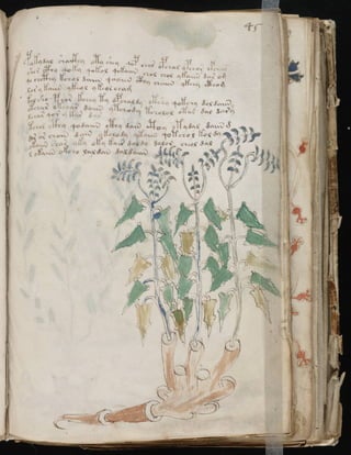 Manuscrito voynich