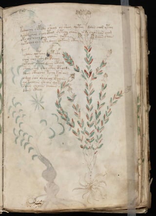 Manuscrito voynich