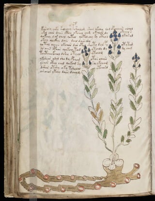 Manuscrito voynich