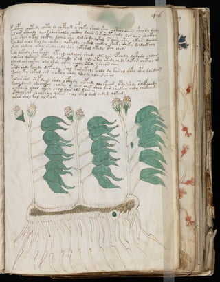 Manuscrito voynich