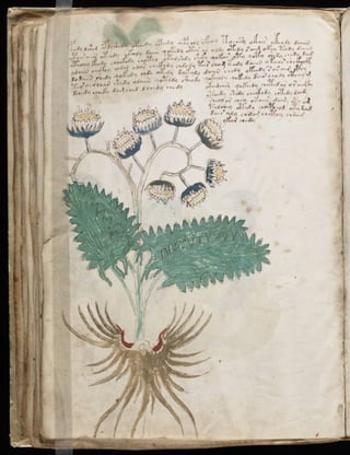 Manuscrito voynich