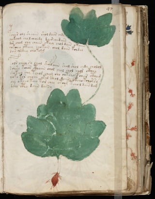 Manuscrito voynich