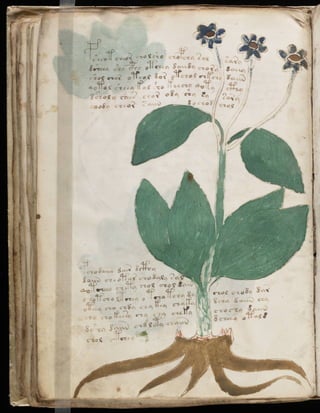 Manuscrito voynich