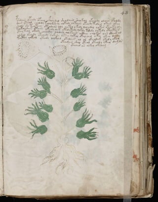 Manuscrito voynich