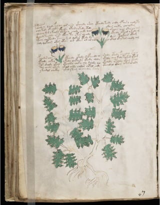 Manuscrito voynich