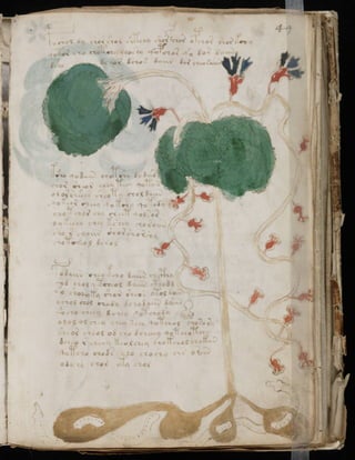 Manuscrito voynich
