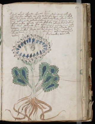 Manuscrito voynich