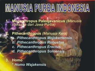 1. Meganthropus Paleojavanicus (Manusia
Raksasa dari Jawa Purba)
2. Pithecanthropus (Manusia Kera)
a. Pithecanthropus Mojokertensis.
b. Pithecanthropus Robustus
c. Pithecanthropus Erectus
d. Pithecanthropus Soloensis
3. Homo
* Homo Wajakensis

 
