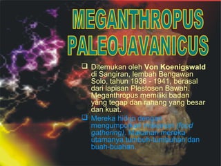  Ditemukan oleh Von Koenigswald
di Sangiran, lembah Bengawan
Solo, tahun 1936 ‑ 1941, berasal
dari lapisan Plestosen Bawah.
Meganthropus memiliki badan
yang tegap dan rahang yang besar
dan kuat.
 Mereka hidup dengan
mengumpulkan makanan (food
gathering). Makanan mereka
utamanya tumbuh-tumbuhan dan
buah-buahan.

 
