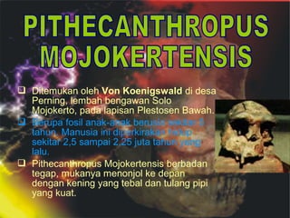  Ditemukan oleh Von Koenigswald di desa
Perning, lembah bengawan Solo
Mojokerto, pada lapisan Plestosen Bawah.
 Berupa fosil anak-anak berusia sekitar 5
tahun. Manusia ini diperkirakan hidup
sekitar 2,5 sampai 2,25 juta tahun yang
lalu.
 Pithecanthropus Mojokertensis berbadan
tegap, mukanya menonjol ke depan
dengan kening yang tebal dan tulang pipi
yang kuat.

 