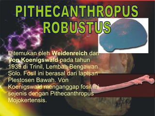 Ditemukan oleh Weidenreich dan
Von Koenigswald pada tahun
1939 di Trinil, Lembah Bengawan
Solo. Fosil ini berasal dari lapisan
Plestosen Bawah. Von
Koenigswald menganggap fosil ini
sejenis dengan Pithecanthropus
Mojokertensis.

 