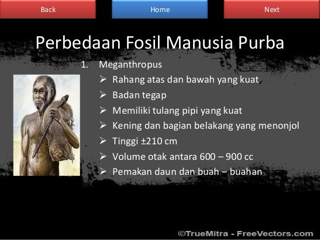 Manusia purba