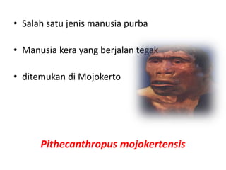 • Salah satu jenis manusia purba
• Manusia kera yang berjalan tegak
• ditemukan di Mojokerto
Pithecanthropus mojokertensis
 
