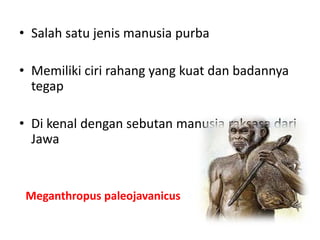 • Salah satu jenis manusia purba
• Memiliki ciri rahang yang kuat dan badannya
tegap
• Di kenal dengan sebutan manusia raksasa dari
Jawa
Meganthropus paleojavanicus
 