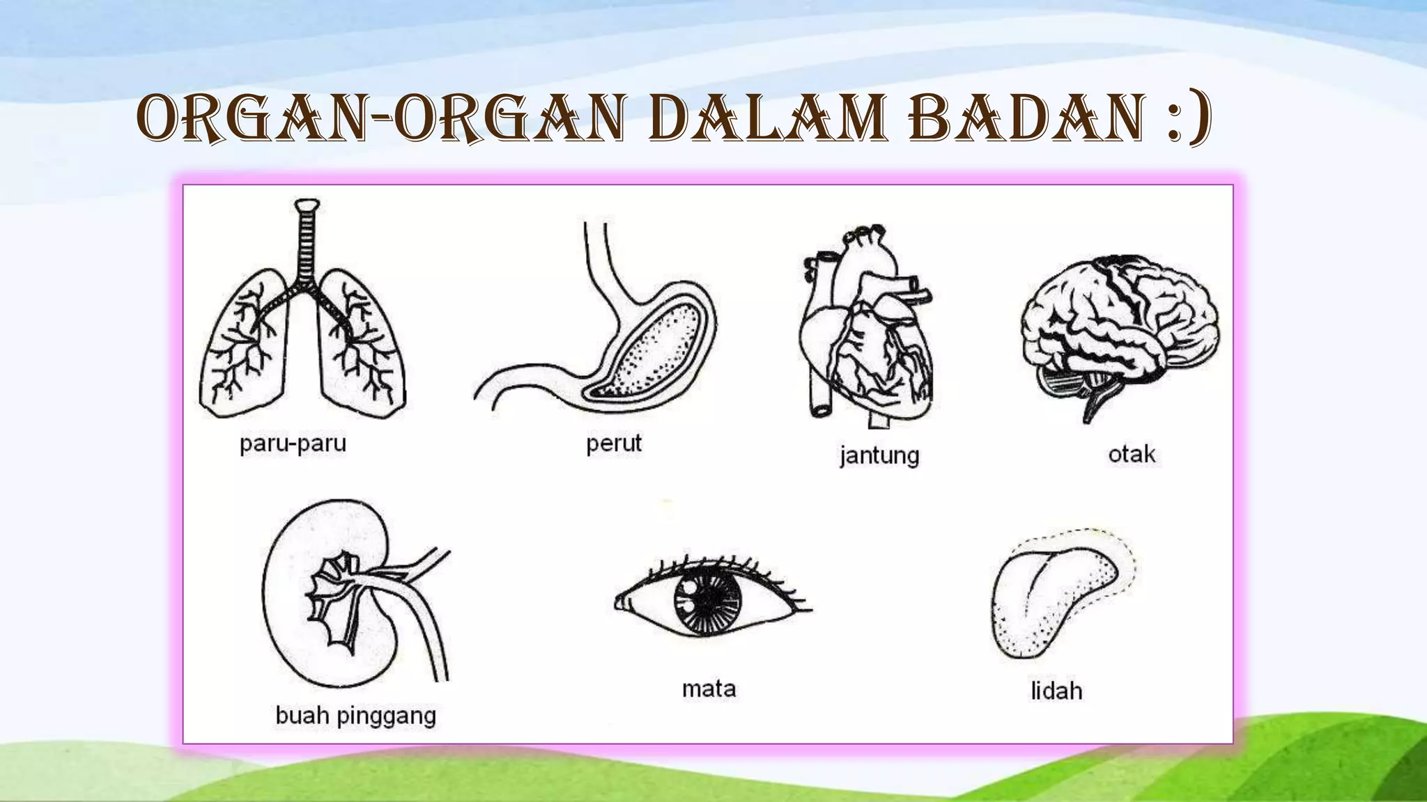 ORGAN-ORGAN DALAM BADAN :)
 