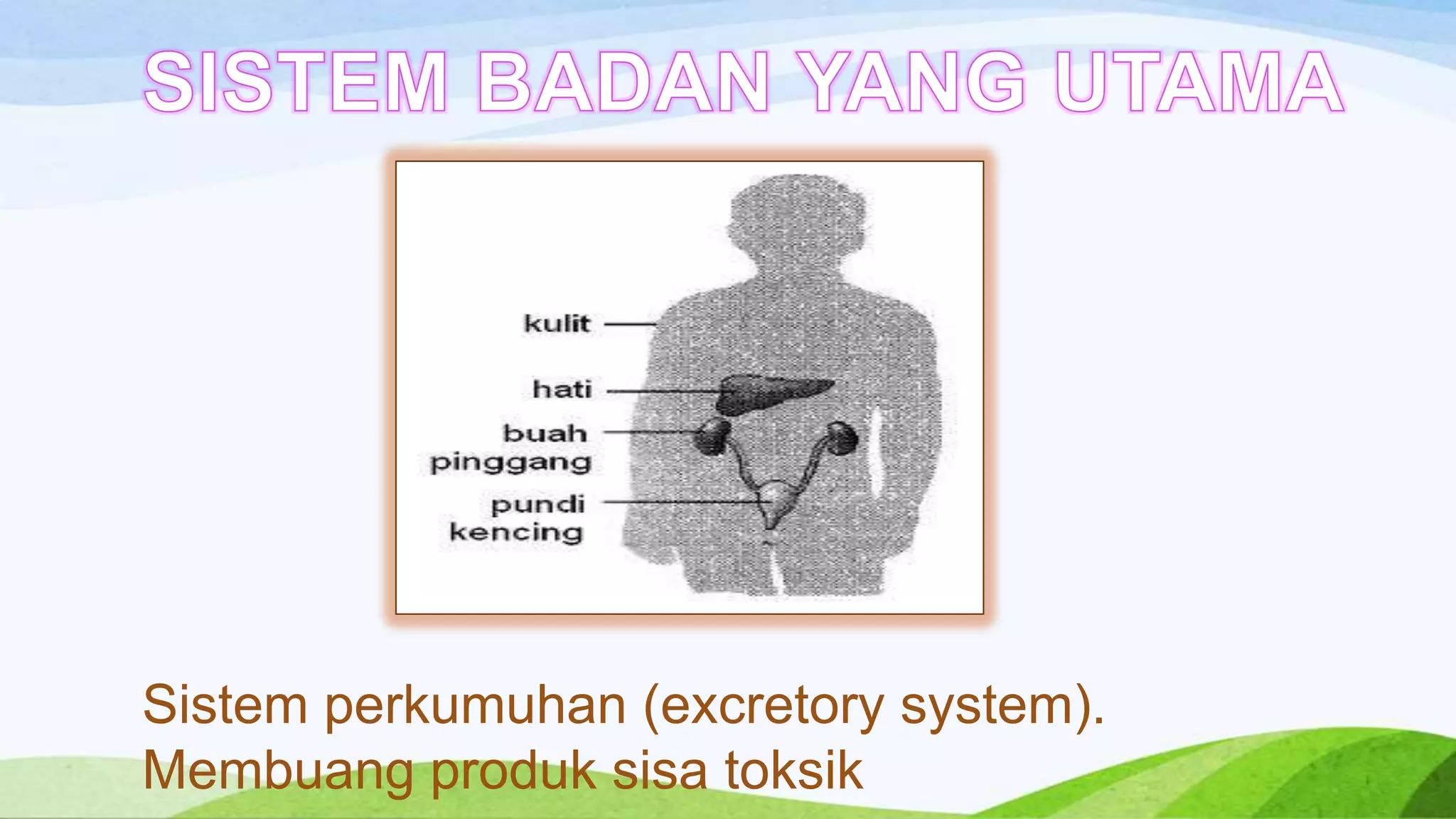 Sistem perkumuhan (excretory system).
Membuang produk sisa toksik
 