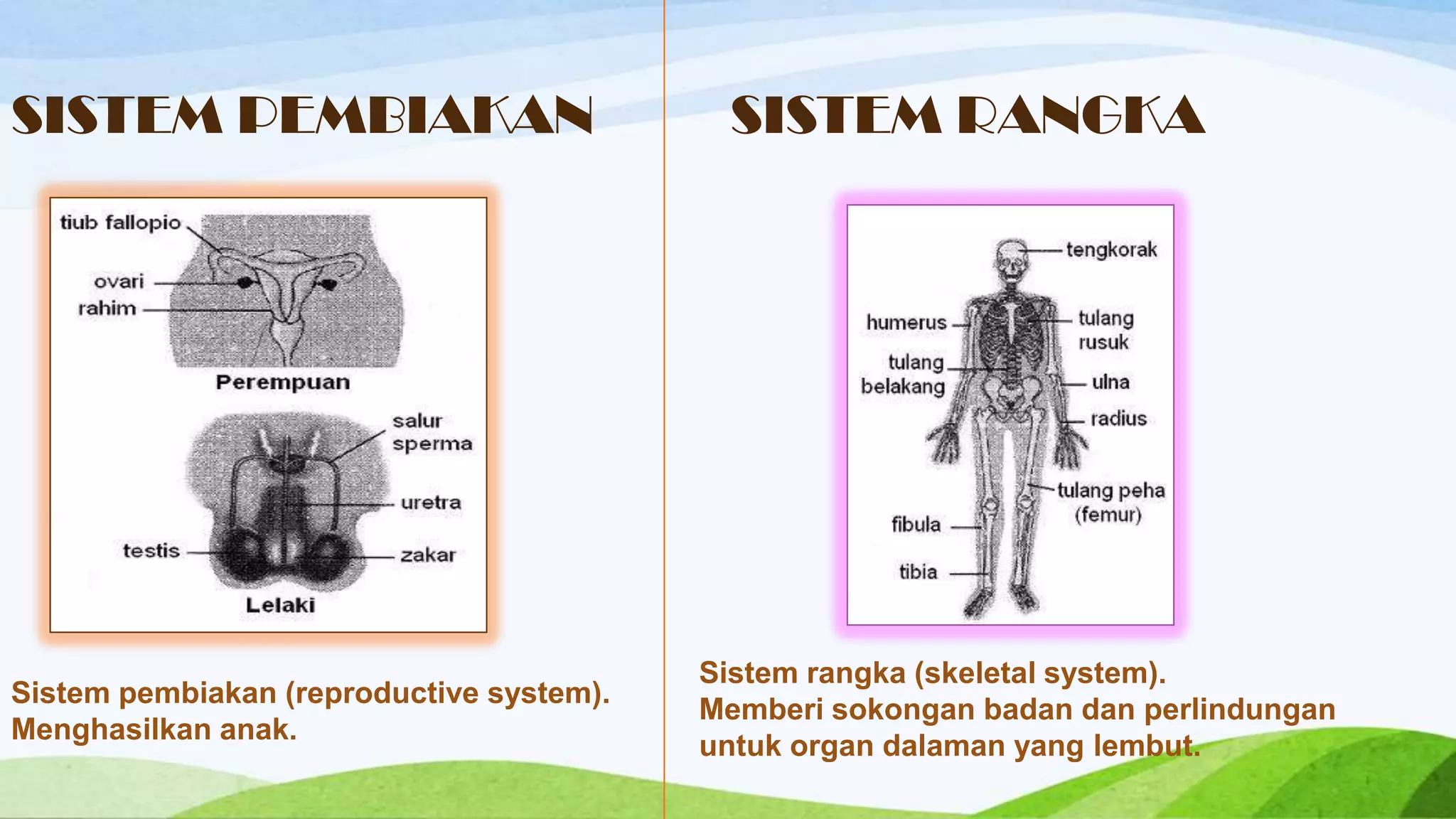 SISTEM PEMBIAKAN                           SISTEM RANGKA




                                          Sistem rangka (skeletal system).
Sistem pembiakan (reproductive system).
                                          Memberi sokongan badan dan perlindungan
Menghasilkan anak.
                                          untuk organ dalaman yang lembut.
 