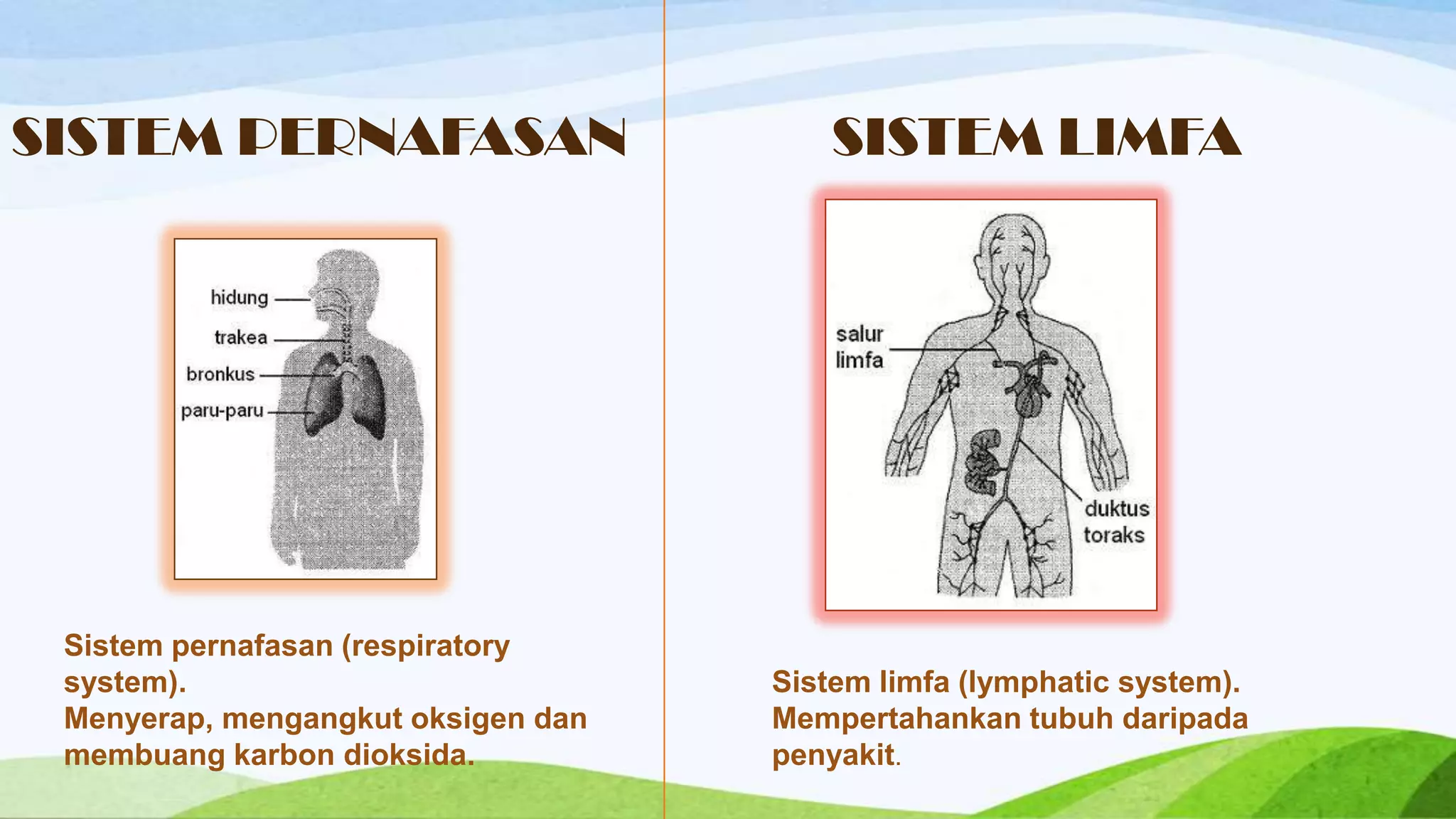 SISTEM PERNAFASAN                       SISTEM LIMFA




 Sistem pernafasan (respiratory
 system).                           Sistem limfa (lymphatic system).
 Menyerap, mengangkut oksigen dan   Mempertahankan tubuh daripada
 membuang karbon dioksida.          penyakit.
 