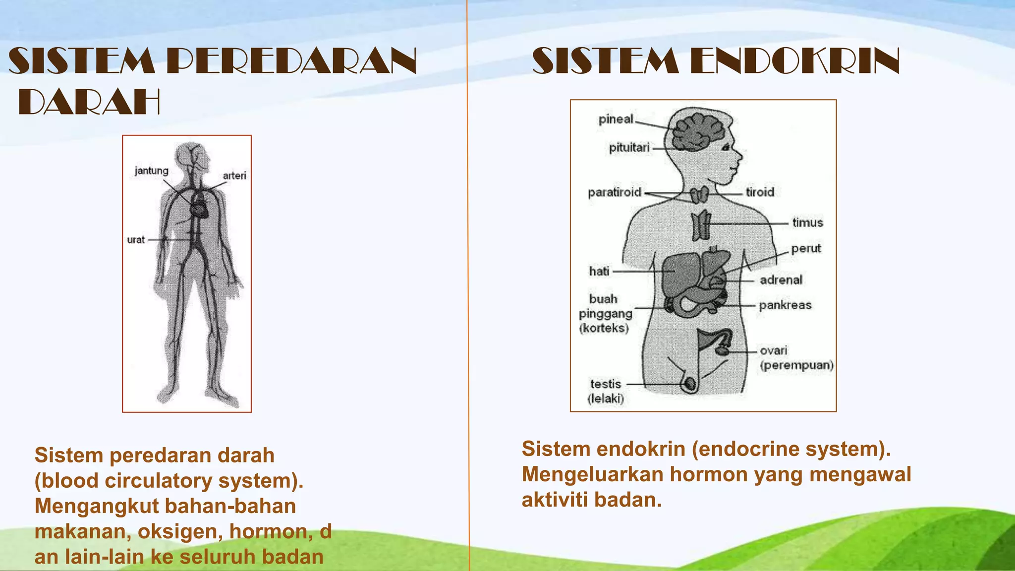 SISTEM PEREDARAN                 SISTEM ENDOKRIN
DARAH




 Sistem peredaran darah          Sistem endokrin (endocrine system).
 (blood circulatory system).     Mengeluarkan hormon yang mengawal
 Mengangkut bahan-bahan          aktiviti badan.
 makanan, oksigen, hormon, d
 an lain-lain ke seluruh badan
 