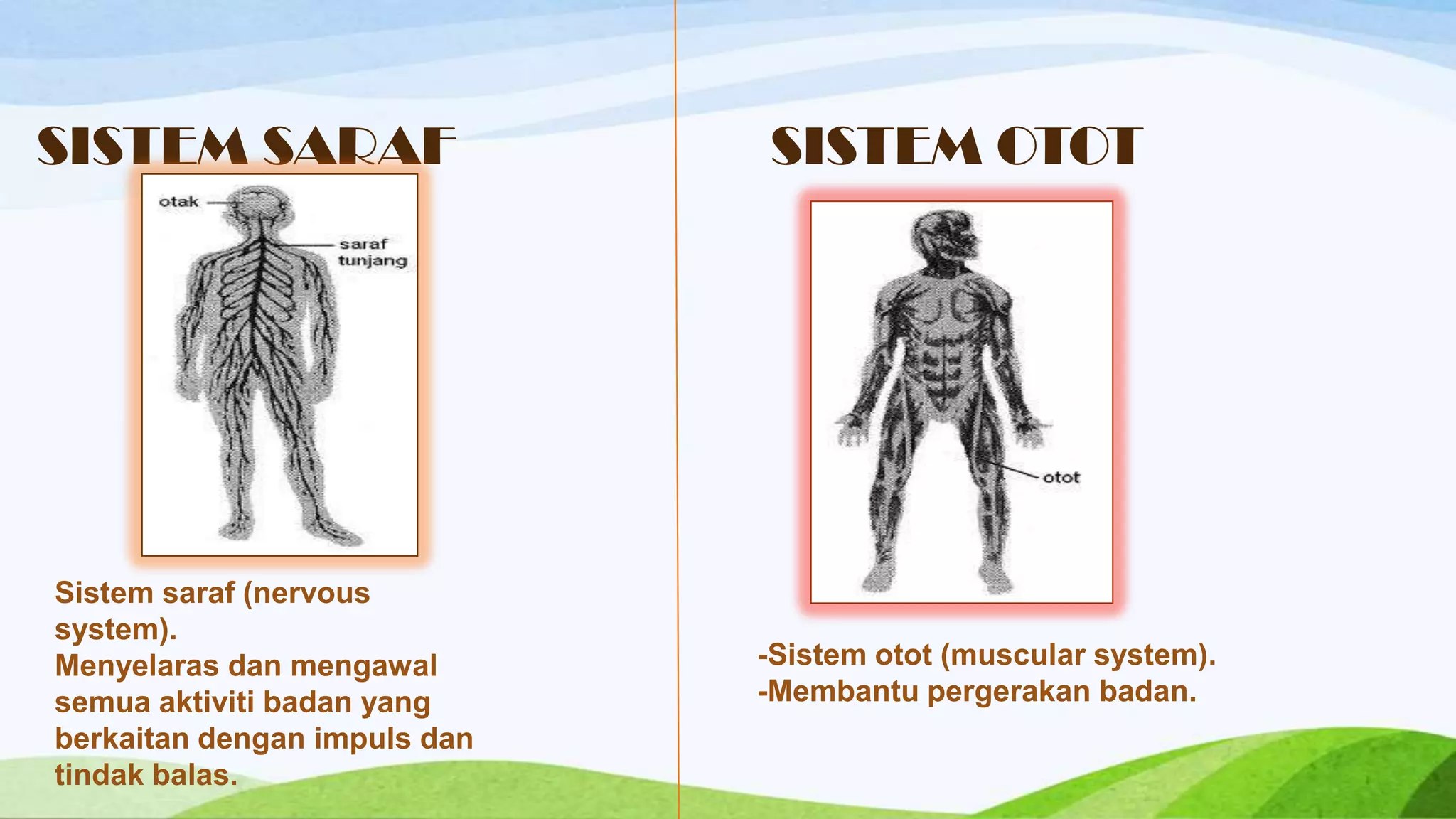 SISTEM SARAF                  SISTEM OTOT




Sistem saraf (nervous
system).
Menyelaras dan mengawal       -Sistem otot (muscular system).
semua aktiviti badan yang     -Membantu pergerakan badan.
berkaitan dengan impuls dan
tindak balas.
 