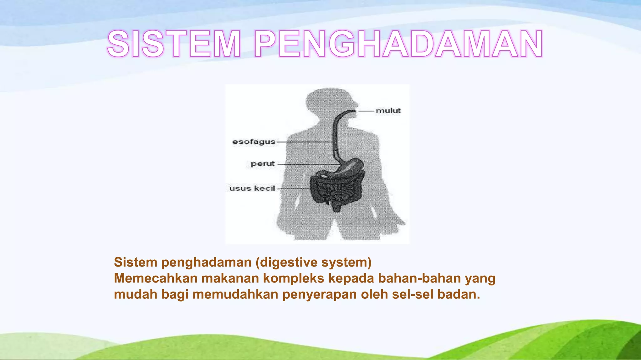 Sistem penghadaman (digestive system)
Memecahkan makanan kompleks kepada bahan-bahan yang
mudah bagi memudahkan penyerapan oleh sel-sel badan.
 