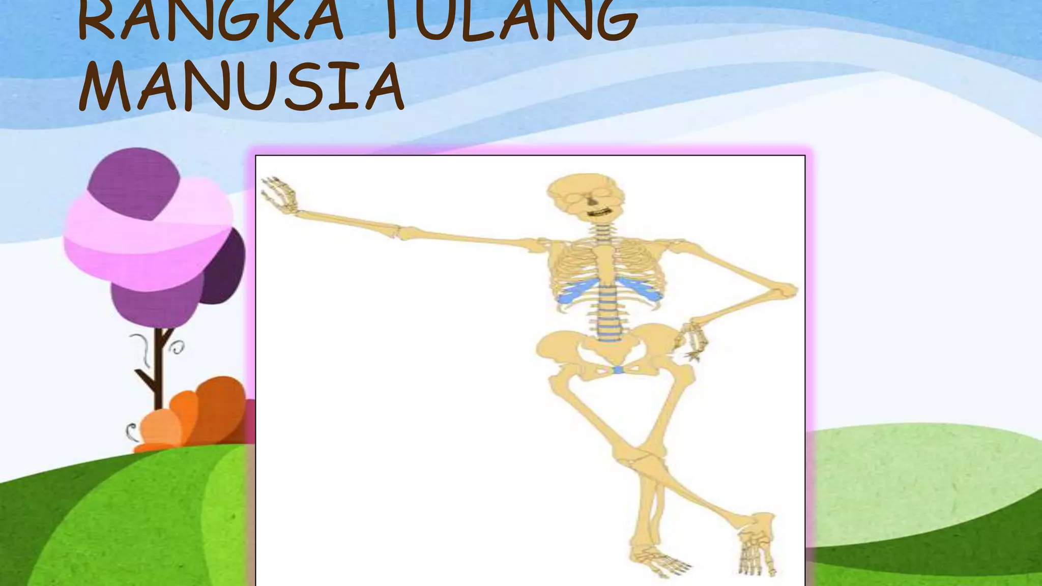 RANGKA TULANG
MANUSIA
 