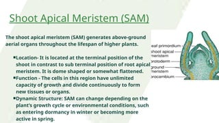 Comprehensive Study of Plant Meristem and Shoot Apical Meristem (SAM ...