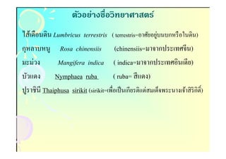 ตัวอย่างชือวิทยาศาสตร์
ไส้เดือนดิน Lumbricus terrestris ( terrestris=อาศัยอยูบนบกหรื อในดิน)
                                                           ่
กุหลาบหนู Rosa chinensiis (chinensiis=มาจากประเทศจีน)
มะม่วง        Mangifera indica ( indica=มาจากประเทศอินเดีย)
บัวแดง       Nymphaea ruba             ( ruba= สี แดง)
ปูราชินี Thaiphusa sirikit (sirikit=เพือเป็ นเกียรติแด่สมเด็จพระนางเจ้าสิ ริกิตF ิ)
 