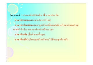 โคปแลนด์ - จําแนกสิ งมีชีวิตเป็ น 4 อาณาจักร คือ
    อาณาจักรมอเนอรา (พวกโพรคาริ โอต)
    อาณาจักรโพรทิสตา (พวกยูคาริ โอตทีมีเซลล์เดียวหรื อหลายเซลล์ แต่
  เซลล์ยงไม่ประสานงานกันอย่างเป็ นระบบ)
        ั
    อาณาจักรพืช (ชันตําและชันสู ง)
    อาณาจักรสั ตว์ (มีกระดูกสันหลังและไม่มีกระดูกสันหลัง)
 