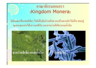 อาณาจักรมอเนอรา
                   (Kingdom Monera)
                            Monera)
มีลกษณะเป็ นเซลล์เดียว ไม่มีเยือหุ มนิวเคลียส มองด้วยตาเปล่าไม่เห็น พบอยู่
   ั                               ้
   ทุกหนทุกแห่ งได้แก่ แบคทีเรี ย และสาหร่ ายสี เขียวแกมนําเงิน




  สาหร่ ายสี เขียวแกมนําเงิน                แบคทีเรีย
 