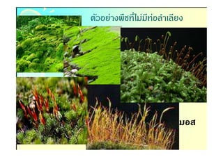 ตัวอย่างพืชทีไม่มทอลําเลียง
                 ี ่




                         มอส
 