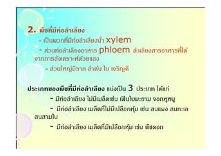 2. พืชทีมีท่อลําเลียง
   - เป็ นพวกทีมีทอลําเลียงนํา xylem
                  ่          -
   - ส่วนท่อลําเลียงอาหาร phloem ลําเลียงสารอาหารทีได้
 จากการสังเคราะห์ดวยแสง
                      ้
      - ส่วนใหญ่มราก ลําต้น ใบ เจริญดี
                    ี

ประเภทของพืชทีมีท่อลําเลียง แบ่งเป็ น 3 ประเภท ได้แก่
      - มีท่อลําเลียง ไม่มเี มล็ดเช่น เฟิ นใบมะขาม จอกหูหนู
      - มีท่อลําเลียง เมล็ดทีไม่มเี ปลือกหุม เช่น สนแผง สนทะเล
                                             ้
  สนสามใบ
      - มีท่อลําเลียง เมล็ดทีมีเปลือกหุม เช่น พืชดอก
                                           ้
 