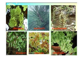 จอกห ูหนู     สนหางม้า   สามร้อยยอด




  ย่านลิเภา   แหนแดง     เฟนก้านดํา
                           ิ
 