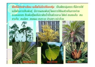 พืชทีมีท่อลําเลียง เมล็ดไม่มีเปลือกหม เป็ นพืชกลุมแรก ทีมีการใช้
                                       ุ้           ่
เมล็ดในการสืบพันธุ์ มีการผสมพันธุ์ โดยการใช้ลมช่วยในการถ่าย
ละอองเกสร สืบพันธุโ์ ดยไม่อาศัยนําเป็ นตัวกลาง ได้แก่ สนสองใบ สน
                                 -
สามใบ สนฉัตร สนแผง สนทะเล ปรงเขา แปะก๊วย




         สนสองใบ               แปะก๊วย           ปรงเขา
 