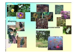 พันธ ุกรรม

                         หลากหลายชนิด




             ระบบนิเวศ
 