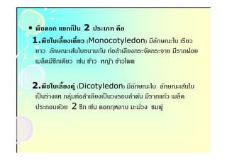 • พืชดอก แยกเปน 2 ประเภท คือ
                  ็
 1.พืชใบเลี(ยงเดียว (Monocotyledon) มีลกษณะใบ เรียว
                                             ั
  ยาว ลักษณะเส้นใบขนานกัน ท่อลําเลียงกระจัดกระจาย มีรากฝอย
  เมล็ดมีซีกเดียว เช่น ข้าว หญ้า ข้าวโพด

 2. ชใบเลี(ยงค ู่ (Dicotyledon) มีลกษณะใบ ลักษณะเส้นใบ
 2.พื                                     ั
  เป็ นร่างแห กลุมท่อลําเลียงเป็ นวงรอบลําต้น มีรากแก้ว เมล็ด
                ่
  ประกอบด้วย 2 ซีก เช่น ดอกกุหลาบ มะม่วง ชมพู่
 