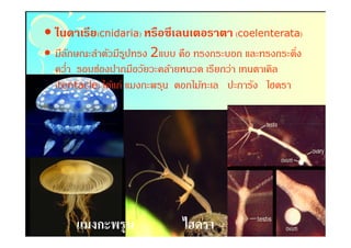 • ไนดาเรีย(cnidaria) หรือซีเลนเตอราตา (coelenterata)
• มีลกษณะลําตัวมีรปทรง 2แบบ คือ ทรงกระบอก และทรงกระดิง
     ั              ู
  ควํา รอบช่องปากมีอวัยวะคล้ายหนวด เรียกว่า เทนตาเคิล
  (tentacle) ได้แก่ แมงกะพรุน ดอกไม้ทะเล ปะการัง ไฮดรา




      แมงกะพรุน              ไฮดรา
 