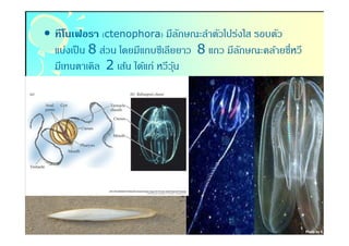 • ทีโนเฟอรา (ctenophora) มีลกษณะลําตัวโปร่งใส รอบตัว
                                    ั
  แบ่งเป็ น 8 ส่วน โดยมีแถบซีเลียยาว 8 แถว มีลกษณะคล้ายซีหวี
                                              ั
  มีเทนตาเคิล 2 เส้น ได้แก่ หวีวนุ้
 