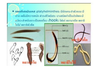 • แพลทีเฮลมินเทส (platyhelminthes) มีลกษณะลําตัวแบน มี
                                           ั
  ปาก แต่ไม่มทวารหนัก ดํารงชีวิตอิสระ บางชนิดถ้าเป็ นปรสิตจะมี
             ี
  อวัยวะสําหรับเกาะเป็ นขอเกียว (hook) ได้แก่ พลานาเรีย พยาธิ
  ใบไม้ พยาธิตวตืด
               ั



                                                  พยาธิตวตืด
                                                        ั



        พลานาเรีย                        พยาธิใบไม้
 