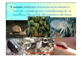 • มอลลัสก์ (molluscs) มีลาตัวอ่อนนิม และไม่แบ่งเป็ นปล้อง มี
                         ํ
                          ้ ่                          ่
  โครงร่ างแข็ง บางชนิดหุ มอยูภายนอก บางชนิดเป็ นแกนอยูภายใน พบ
  บนบกทีชืนแฉะ นําจืด และนําเค็ม ได้แก่ หอยชนิดต่างๆ หมึก ลินทะเล




                        หอยต่ าง ๆ             หมึก



                   ลินทะเล (หอยแปดเกล็ด)
 