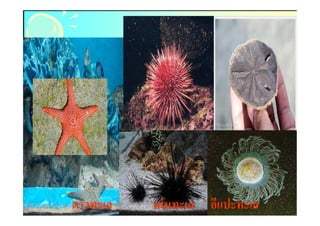 ดาวทะเล   เม่ นทะเล อีแปะทะเล
 