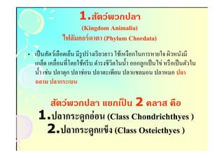 1.สัตว์พวกปลา
                     (Kingdom Animalia)
                                Animalia)
               ไฟลัมคอร์ ดาตา (Phylum Chordata)
                                      Chordata)
• เป็ นสัตว์เลือดเย็น มีรูปร่ างเรี ยวยาว ใช้เหงือกในการหายใจ ผิวหนังมี
  เกล็ด เคลือนทีโดยใช้ครี บ ดํารงชีวิตในนํา ออกลูกเป็ นไข่ หรื อเป็ นตัวใน
  นํา เช่น ปลาดุก ปลาช่อน ปลาตะเพียน ปลาแชลมอน ปลาหมอ ปลา
  ฉลาม ปลากระเบน

         สัตว์พวกปลา แยกเปน 2 คลาส คือ
                          ็
    1.ปลากระดูกอ่ อน (Class Chondrichthyes )
     2.ปลากระดูกแข็ง (Class Osteicthyes )
 