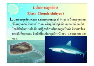 1.ปลากระดูกอ่ อน
              (Class Chondrichthyes )
1.ปลากระดูกอ่ อน(Class Chondrichthyes )มีโครงร่ างเป็ นกระดูกอ่อน
 ทียืดหยุนตัวดี มีขากรรไกรและครี บคู่ทีเจริ ญดี มีการแลกเปลียนแก๊ส
         ่
 โดยใช้เหงือกหายใจ มีการปฏิสนธิ ภายในออกลูกเป็ นตัว มีขากรรไกร
 และฟันทีแหลมคม มีเกล็ดทีคมปกคลุมผิวหนัง เช่น ปลากระเบน ปลา
 ฉลาม
 