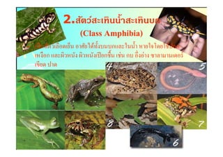 2.สัตว์สะเทินนํ(าสะเทินบก
                     (Class Amphibia)
                            Amphibia)
• เป็ นสัตว์เลือดเย็น อาศัยได้ทงบนบกและในนํา หายใจโดยใช้ปอด
                               ั
  เหงือก และผิวหนัง ผิวหนังเปี ยกชืน เช่น กบ อึงอ่าง ซาลามานเดอร์
  เขียด ปาด
 