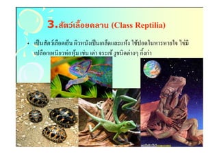 3.สัตว์เลื(อยคลาน (Class Reptilia)
                                 Reptilia)
• เป็ นสัตว์เลือดเย็น ผิวหนังเป็ นเกล็ดและแห้ง ใช้ปอดในหารหายใจ ไข่มี
  เปลือกเหนียวห่ อหุ ม เช่น เต่า จระเข้ งูชนิดต่างๆ กิงก่า
                      ้
 