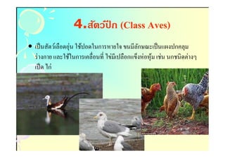 4.สัตว์ปก (Class Aves)
                           ี        Aves)
• เป็ นสัตว์เลือดอุ่น ใช้ปอดในการหายใจ ขนมีลกษณะเป็ นแผงปกคลุม
                                             ั
  ร่ างกาย และใช้ในการเคลือนที ไข่มีเปลือกแข็งห่ อหุ ม เช่น นกชนิดต่างๆ
                                                     ้
  เป็ ด ไก่
 