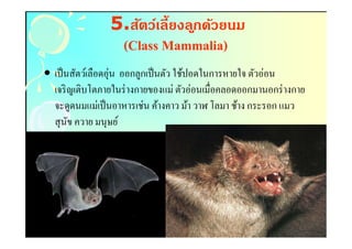 5.สัตว์เลี(ยงล ูกด้วยนม
                   (Class Mammalia)
                          Mammalia)
• เป็ นสัตว์เลือดอุ่น ออกลูกเป็ นตัว ใช้ปอดในการหายใจ ตัวอ่อน
  เจริ ญเติบโตภายในร่ างกายของแม่ ตัวอ่อนเมือคลอดออกมานอกร่ างกาย
  จะดูดนมแม่เป็ นอาหารเช่น ค้างคาว ม้า วาฬ โลมา ช้าง กระรอก แมว
  สุ นข ควาย มนุษย์
       ั
 