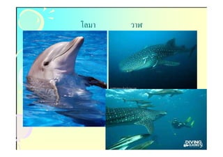 โลมา   วาฬ
 