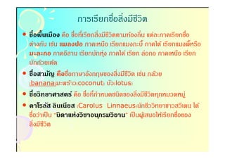 การเรียกชือสิงมีชวิต
                                      ี
• ชือพื(นเมือง คือ ชือทีเรียกสิงมีชวิตตามท้องถิน แต่ละภาคเรียกชือ
                                   ี
  ต่างกัน เช่น แมลงปอ ภาคเหนือ เรียกแมงกะบี- ภาคใต้ เรียกแมงพี-หรือ
  มะละกอ ภาคอีสาน เรียกบักหุ่ง ภาคใต้ เรียก ล่อกอ ภาคเหนือ เรียก
  บักก้วยเต้ด
• ชือสามัญ คือชือภาษาอังกฤษของสิงมีชวิต เช่น กล้วย
                                          ี
  (banana)มะพร้าว(coconut) บัว(lotus)
   banana              coconut        lotus
• ชือวิทยาศาสตร์ คือ ชือทีกําหนดชนิดของสิงมีชวิตทุกหมวดหมู่
                                                    ี
• คาโรลัส ลินเนียส (Carolus Linnaeus)นักชีววิทยาชาวสวีเดน ได้
  ชือว่าเป็ น “บิดาแห่งวิชาอน ุกรมวิธาน” เป็ นผูเ้ สนอให้เรียกชือของ
  สิงมีชวิต
         ี
 